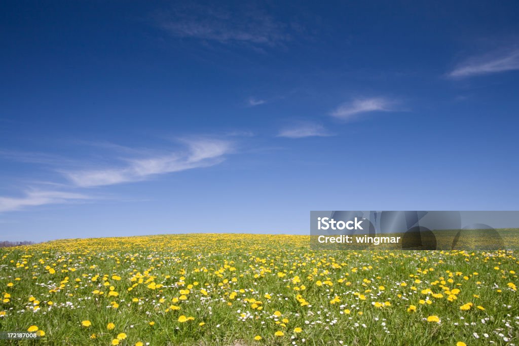 Prado de verano II - Foto de stock de Abandonado libre de derechos