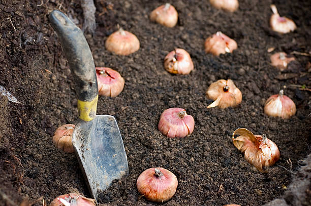 Planting Flower Bulbs Flower bulbs being planted in good soil. plant bulb stock pictures, royalty-free photos & images