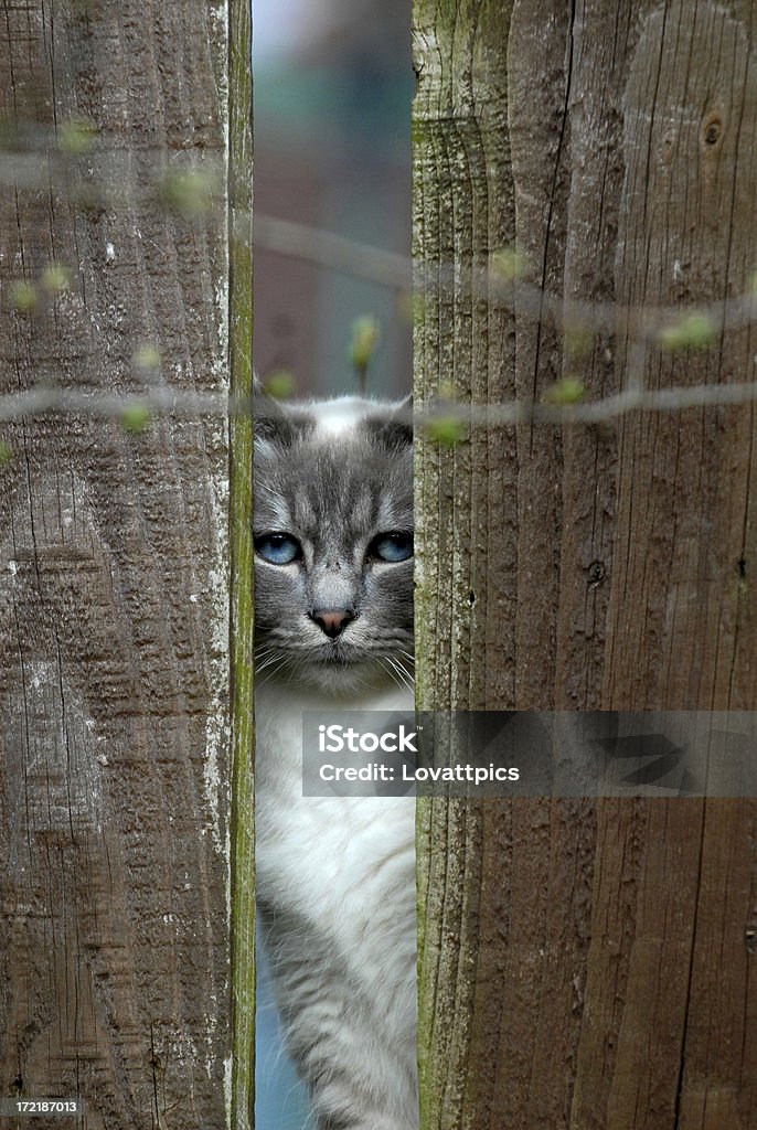 Chat derrière un jardin de clôture. - Photo de Animaux de compagnie libre de droits