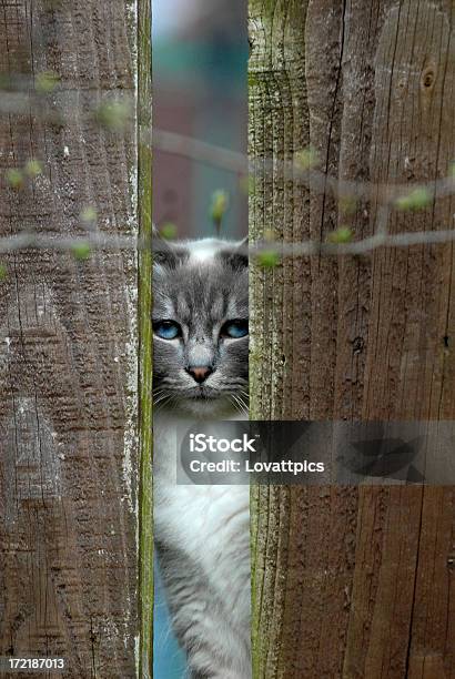 Cat Za Ogrodzenie Ogrodu - zdjęcia stockowe i więcej obrazów Błękitne oczy - Błękitne oczy, Drewno - Tworzywo, Fajny
