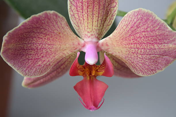 orchid face stock photo