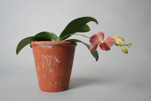 a potted orchid in bloom