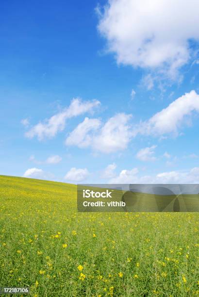 Violación Campos Con Cielo Azul Y Nubes Suave Y Foto de stock y más banco de imágenes de Agricultura - Agricultura, Aire libre, Amarillo - Color