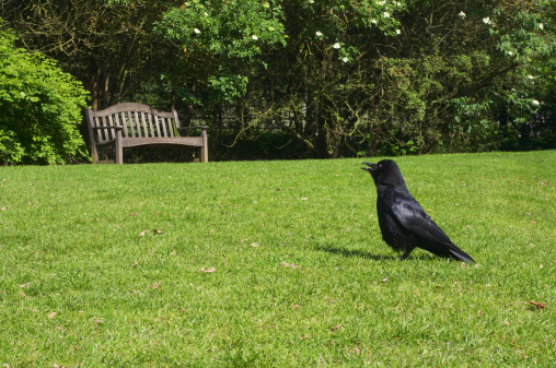 Uninjured and unafraid, this young crow must be waiting to be fed by his parents. But the parents are nowhere in sight.