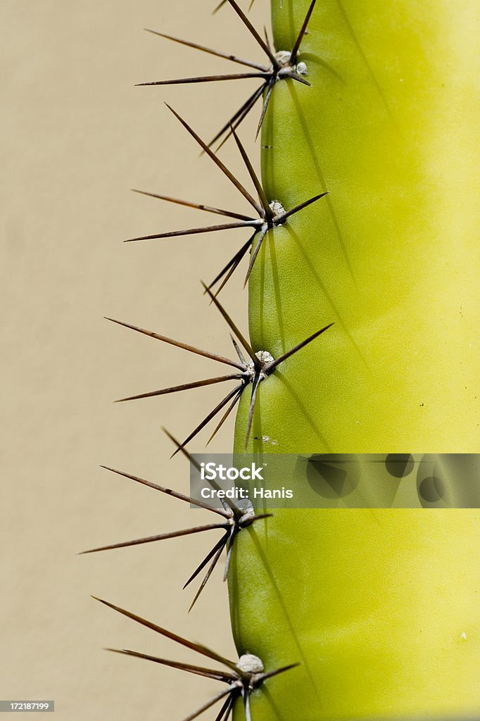 Cactus spikes - - Lizenzfrei Dornbusch Stock-Foto
