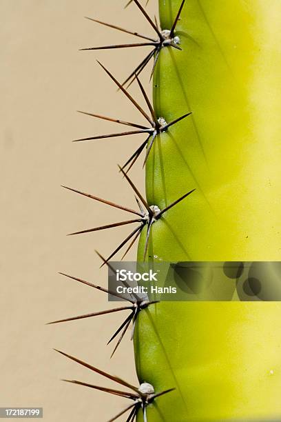 Cactus Picos Detalle Foto de stock y más banco de imágenes de Afilado - Afilado, Borde, Cactus