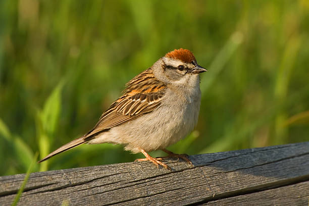 Chipping Sparrow stock photo