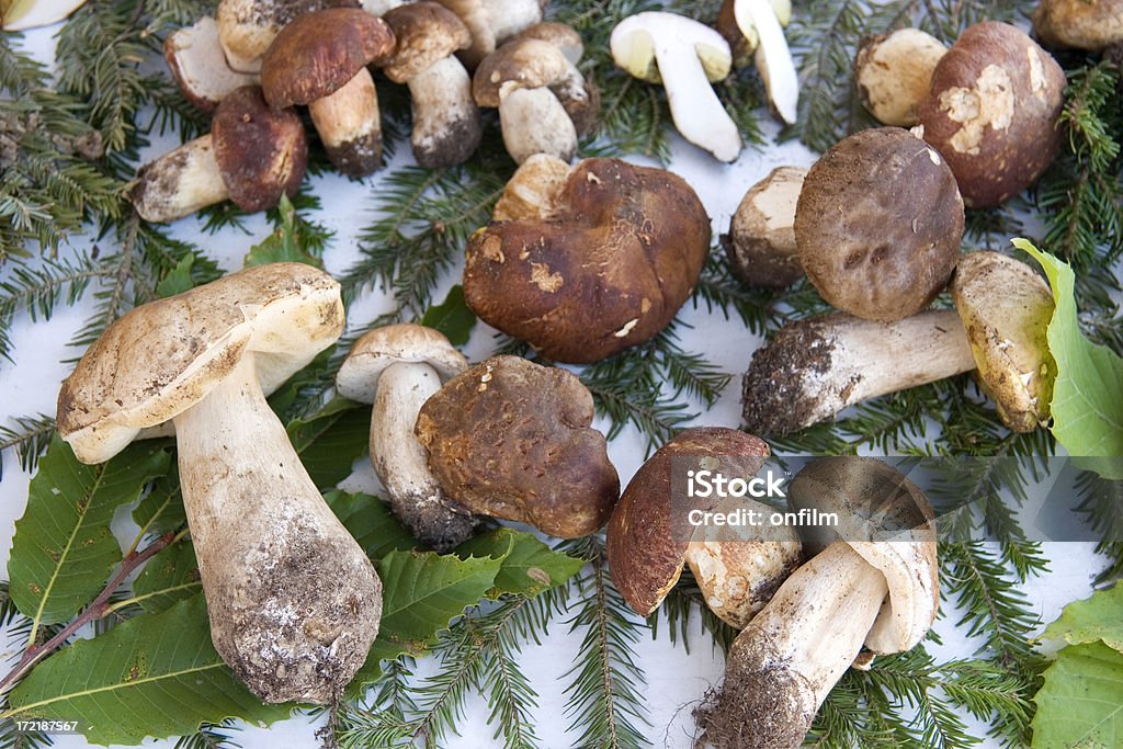 Porcini cogumelos - Royalty-free Alimentação Saudável Foto de stock