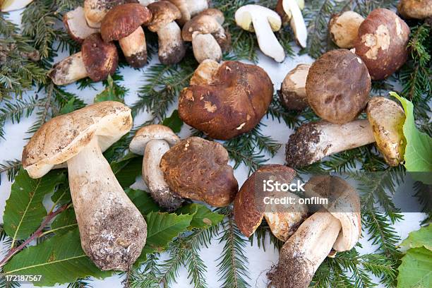 Porcini Cogumelos - Fotografias de stock e mais imagens de Alimentação Saudável - Alimentação Saudável, Cogumelo, Cogumelo Comestível