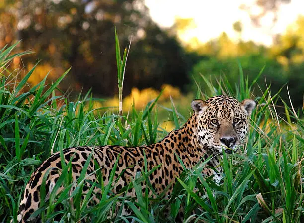 An extremely rare photograph of a large male Jaguar (panthera onca) in the wild in South America. They are notoriously difficult to find and are normally very elusive.