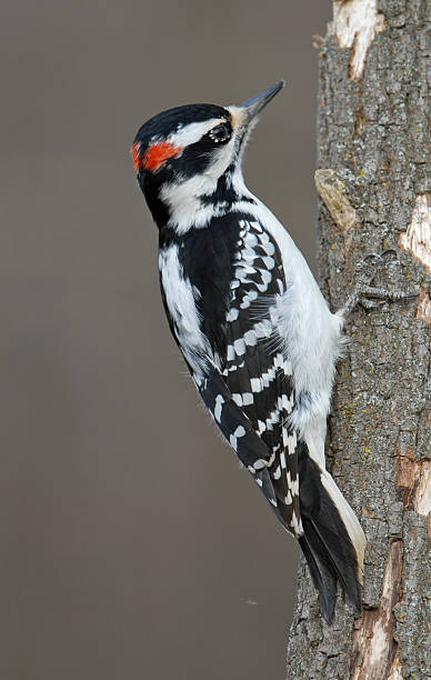 Downy Woodpecker - Male stock photo