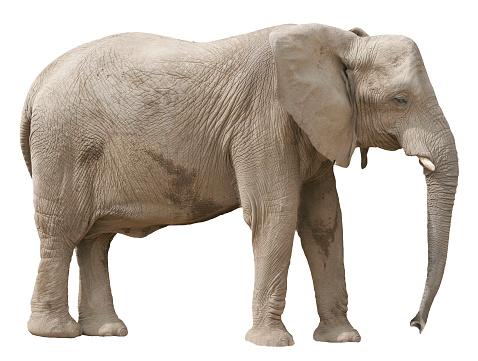 African elephant at the zoo, isolated on white background. (sorry, no clipping path) Canon 20D, 70-200 f/2.8L zoom lens at 145mm, ISO100.