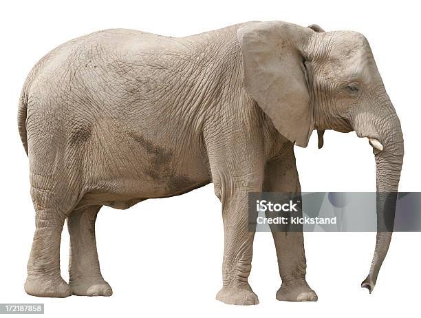 Słoń Puste - zdjęcia stockowe i więcej obrazów Słoń - Słoń, Neutralne tło, Białe tło