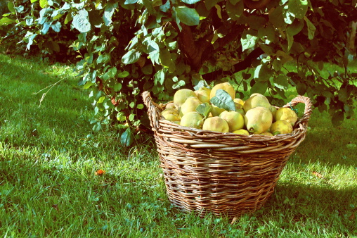 Basketful of harvested quinces standing under the quince tree