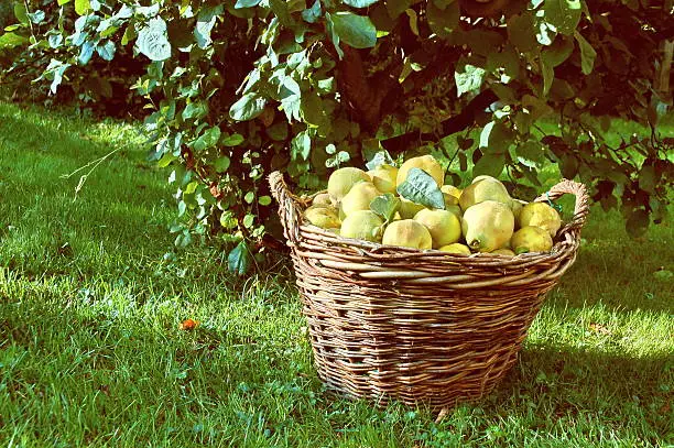 Basketful of harvested quinces standing under the quince tree