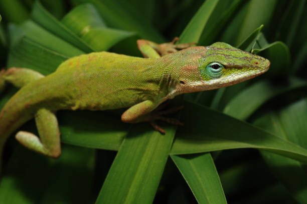 istock Green lizard in plant 6 172187915