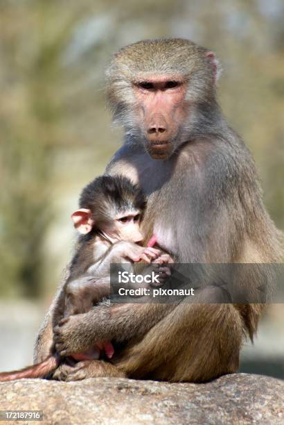 Papión Madre Con Bebé Foto de stock y más banco de imágenes de Agarrar - Agarrar, Aire libre, Animal