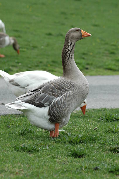 Goose stock photo