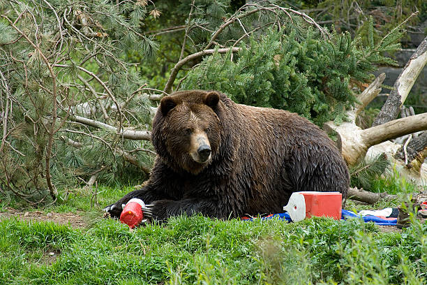 bear atakujący campground - big bear zdjęcia i obrazy z banku zdjęć