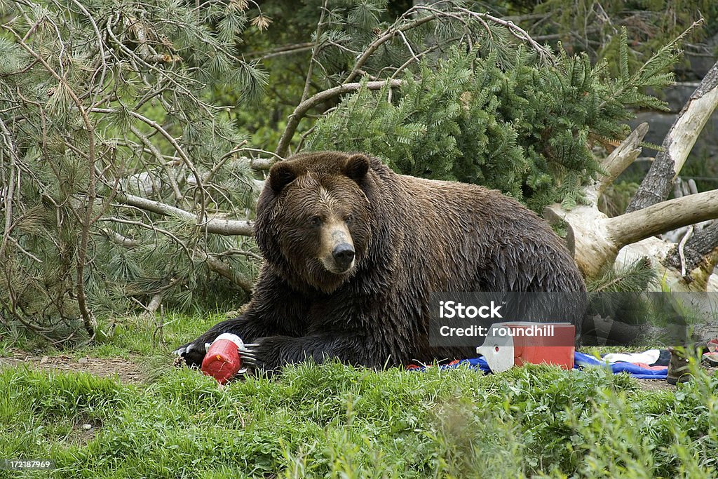 Invasão Campground Urso - Royalty-free Acampar Foto de stock