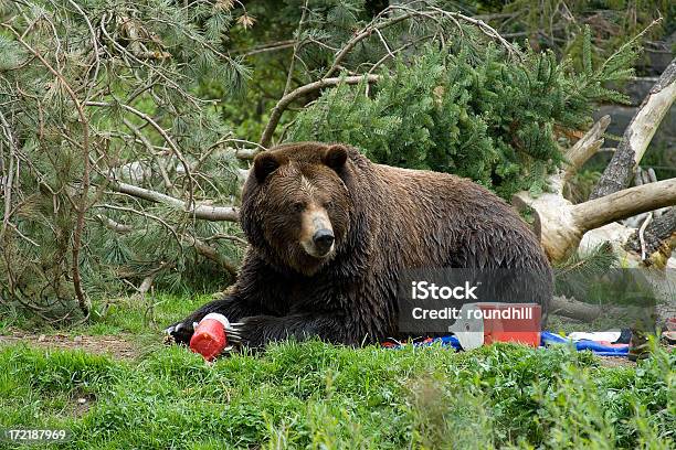 Медведь Оккупировав Campground — стоковые фотографии и другие картинки Кемпинг - Кемпинг, Медведь, Есть