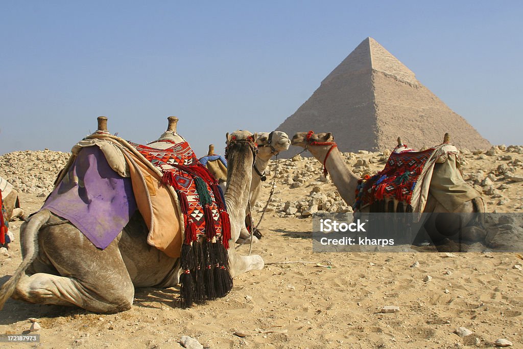 Kamele und Pyramide - Lizenzfrei Abenteuer Stock-Foto