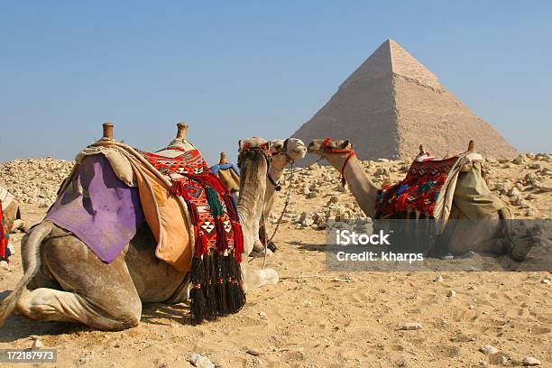 Kamele Und Pyramide Stockfoto und mehr Bilder von Abenteuer - Abenteuer, Alt, Antike Kultur