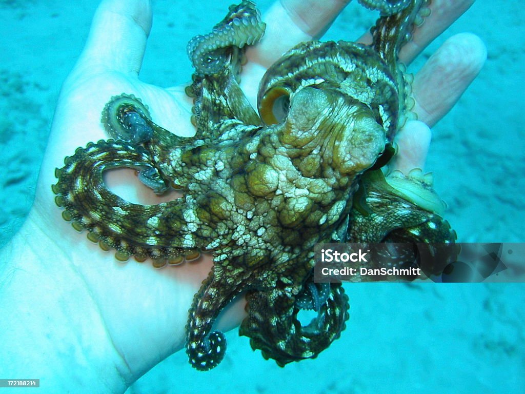 Handful of Octopus A young octopus in the palm of my hand. Animal Stock Photo
