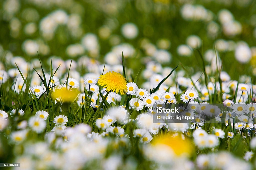 La primavera è nell'aria - Foto stock royalty-free di Bianco