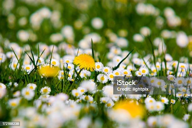 La Primavera È Nellaria - Fotografie stock e altre immagini di Bianco - Bianco, Capolino, Colore verde