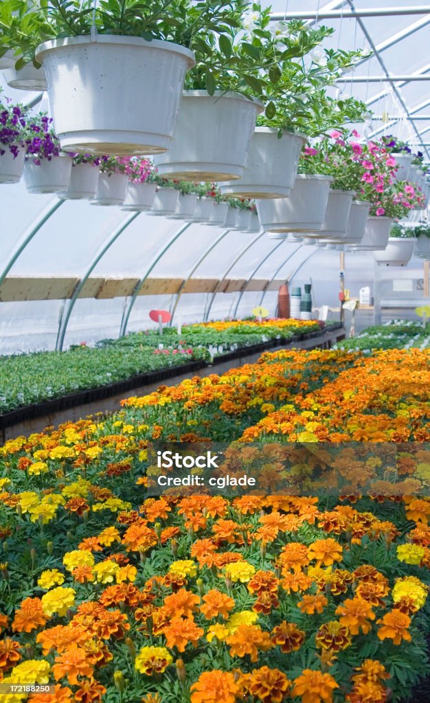 Marigolds i Petunias - Zbiór zdjęć royalty-free (Aksamitka)