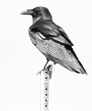 a raven perched on a sign slightly overexposed. Great for your next album cover!