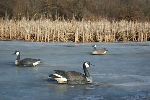 Three goose decoys on a frozen pond