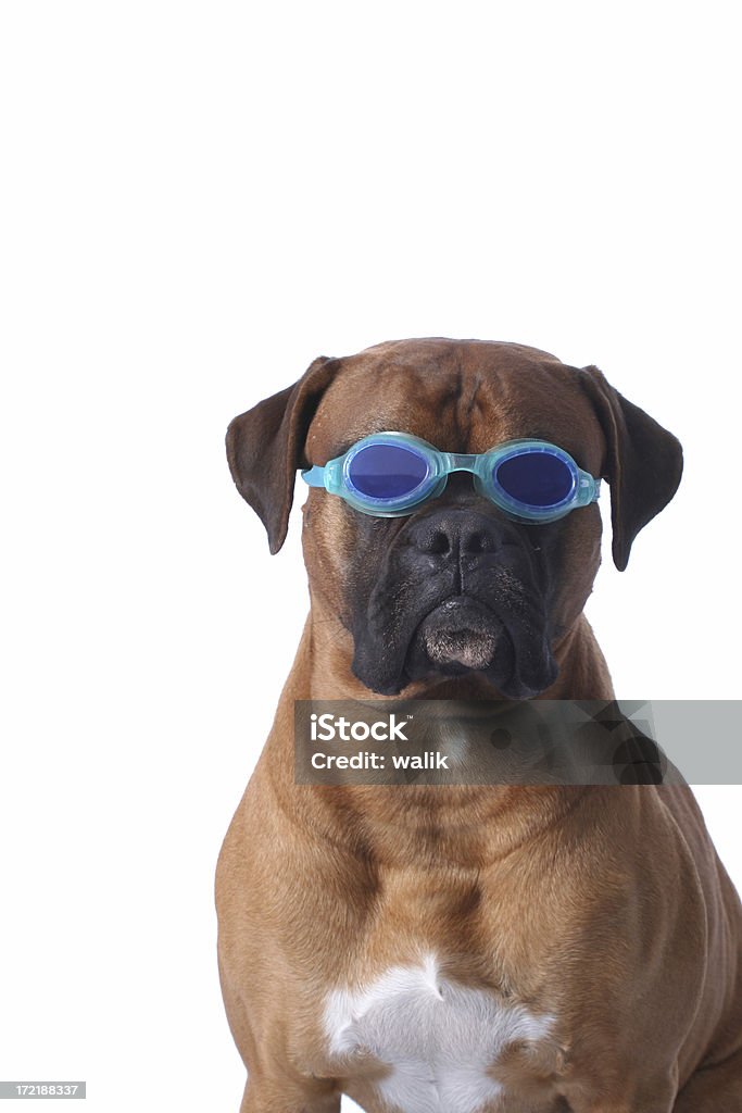 Nuotatore - Foto stock royalty-free di Animale