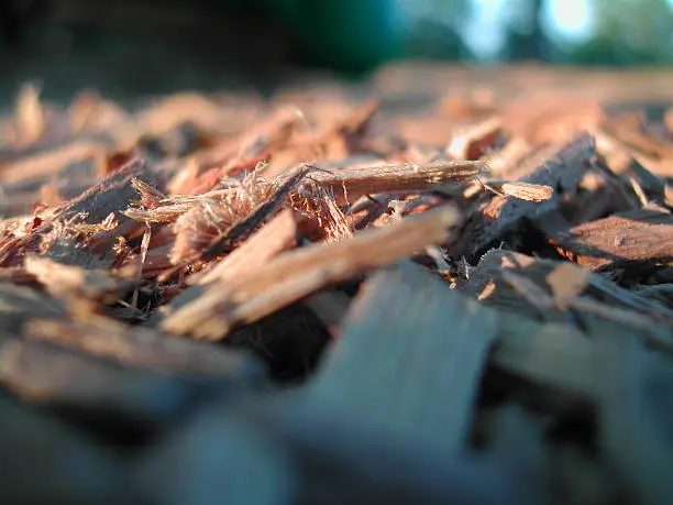 Up close and personal with Playground woodchips in evening light
