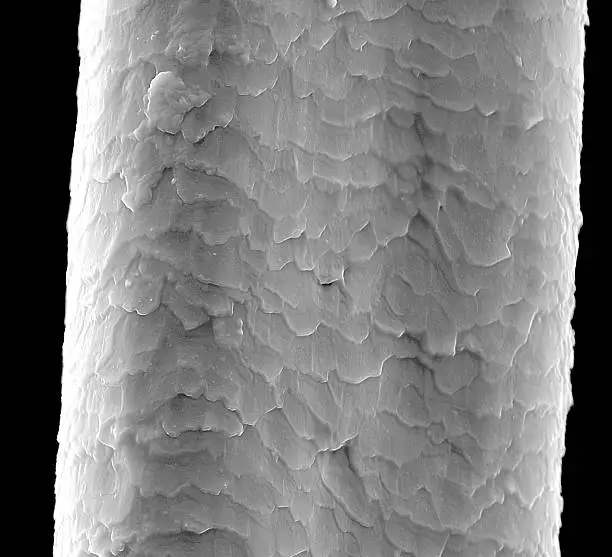 Human hair in a scanning electron microscope