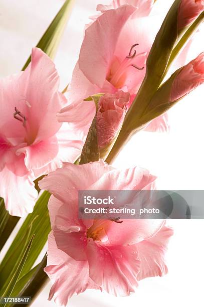 신선한 Gladioli 각도에 대한 스톡 사진 및 기타 이미지 - 각도, 글라디올러스, 기울어진