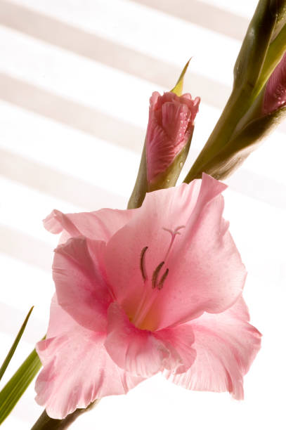 Single gladiola stock photo