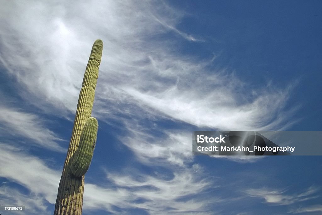 Cactus Saguaro - Photo de Arizona libre de droits