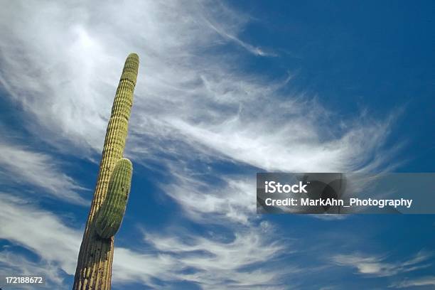 Photo libre de droit de Cactus Saguaro banque d'images et plus d'images libres de droit de Arizona - Arizona, Cactus, Ciel