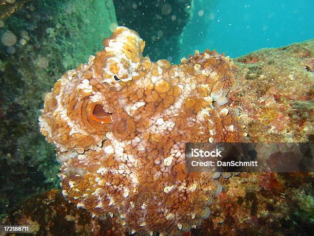 Polvo Rockmounted - Fotografias de stock e mais imagens de Animal - Animal, Big Island - Ilhas do Havai, Camuflagem - Conceito