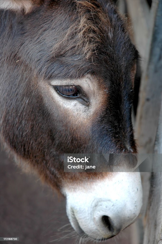 Asino s Head - Foto stock royalty-free di Animale