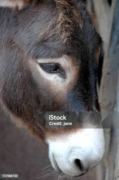 Asino S Head - Fotografie stock e altre immagini di Animale - Animale, Asino - Equino, Composizione verticale