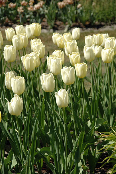 Tulips from the Netherlands stock photo