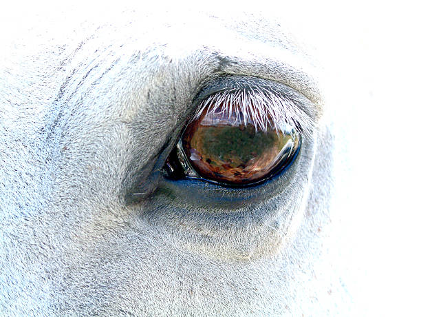 Eye Horse eye animal retina stock pictures, royalty-free photos & images