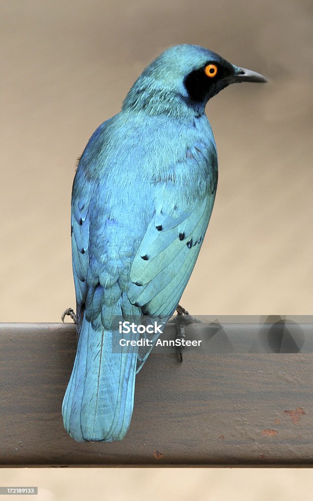 Blue bird del sur de África - Foto de stock de Azulejo - Pájaro libre de derechos