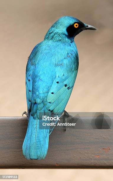 Blue Bird Del Sur De África Foto de stock y más banco de imágenes de Azulejo - Pájaro - Azulejo - Pájaro, Animal, Azul