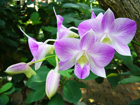 Orchids in tropical garden, Samui island / Thailand
