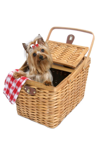 istock Doggy Picnic Series 172189212