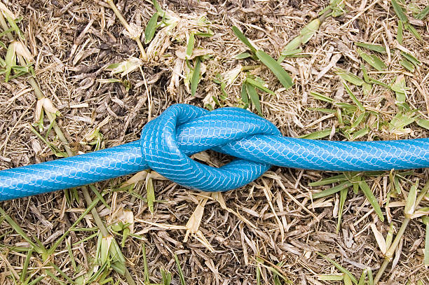 A blue water hose with a knot in it on some very dry looking grass affected by drought.